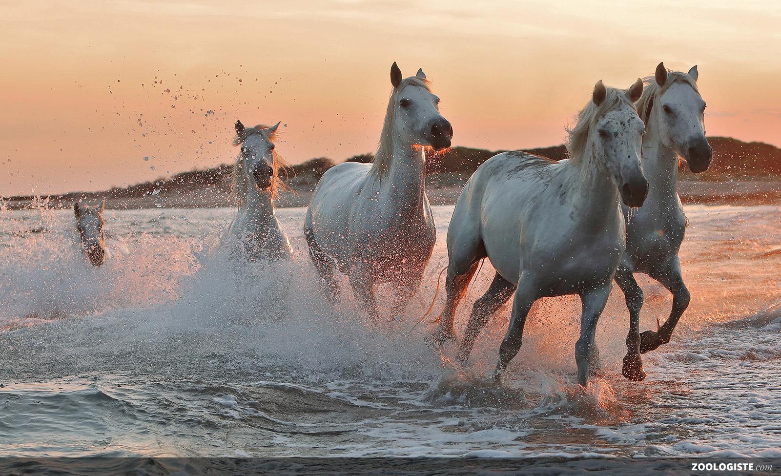 Cheval plage